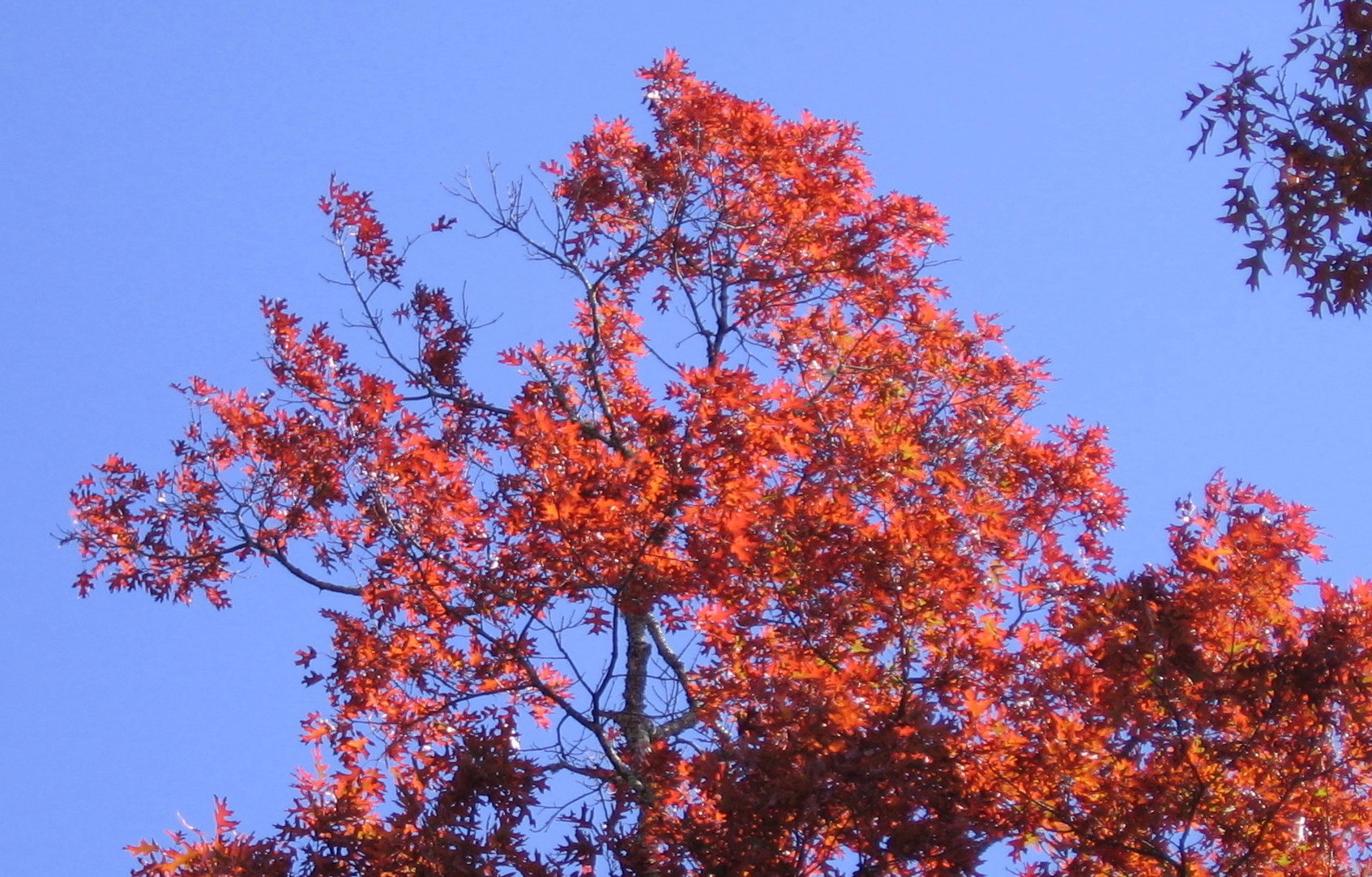 Scarlet oak fall color pic